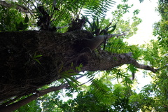 Sideroxylon borbonicum