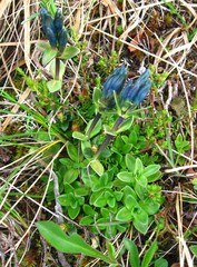 Gentiana glauca