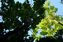 Sideroxylon borbonicum