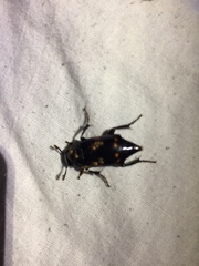 Nicrophorus pustulatus
