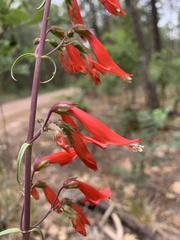 Penstemon barbatus torreyi