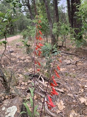 Penstemon barbatus torreyi
