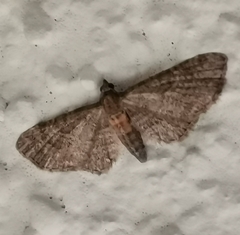 Eupithecia haworthiata