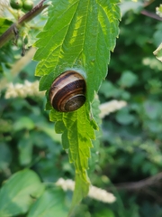 Helix lucorum
