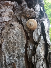 Helicoidea