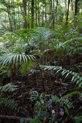 Acanthophoenix rubra