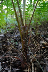 Acanthophoenix rubra