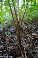 Acanthophoenix rubra
