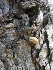 Helicoidea