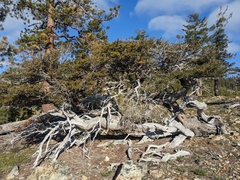 Cercocarpus ledifolius