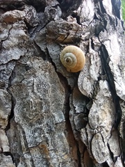 Helicoidea
