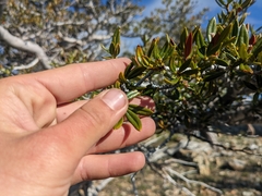 Cercocarpus ledifolius