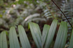 Acanthophoenix rubra