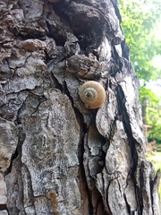 Helicoidea