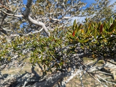 Cercocarpus ledifolius