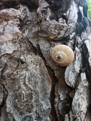 Helicoidea