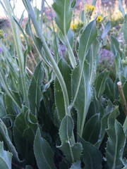 Senecio atratus