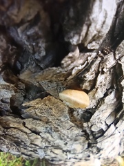 Helicoidea
