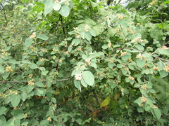 Cotoneaster neoantoninae