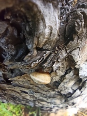 Helicoidea
