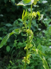 Rumex crispus