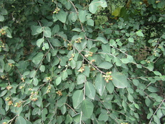Cotoneaster neoantoninae