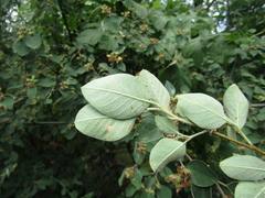 Cotoneaster neoantoninae