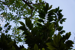 Erythroxylum laurifolium