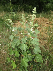 Alcea nudiflora