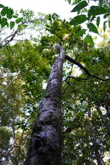 Erythroxylum laurifolium