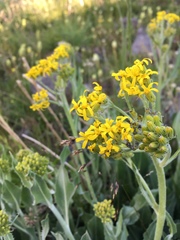 Senecio atratus