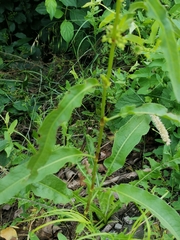 Rumex crispus