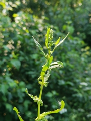 Rumex crispus