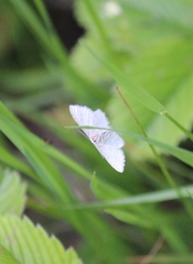 Idaea pallidata