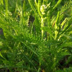 Achillea millefolium