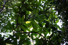 Syzygium borbonicum