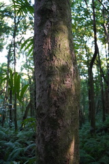 Syzygium borbonicum