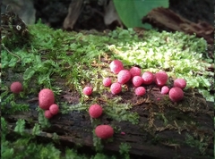 Lycogala exiguum