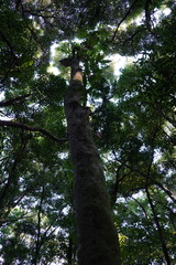 Syzygium borbonicum