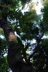 Syzygium borbonicum