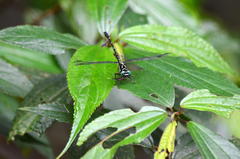 Stylogomphus shirozui