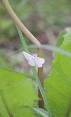 Idaea pallidata