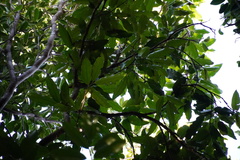 Syzygium borbonicum