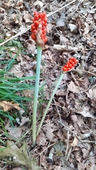 Arum cylindraceum