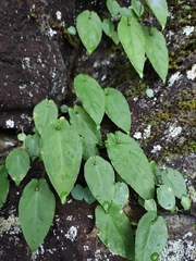 Pinellia cordata