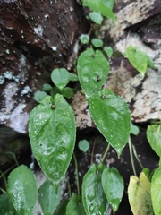 Pinellia cordata