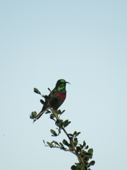 Cinnyris chalybeus albilateralis