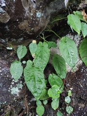 Pinellia cordata