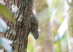 Sundasciurus jentinki