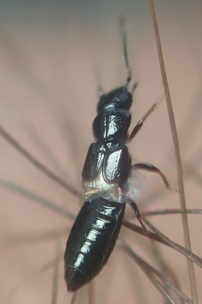 Platystethus nitens